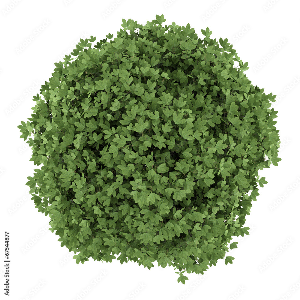 Obraz premium top view of horse chestnut tree isolated on white background