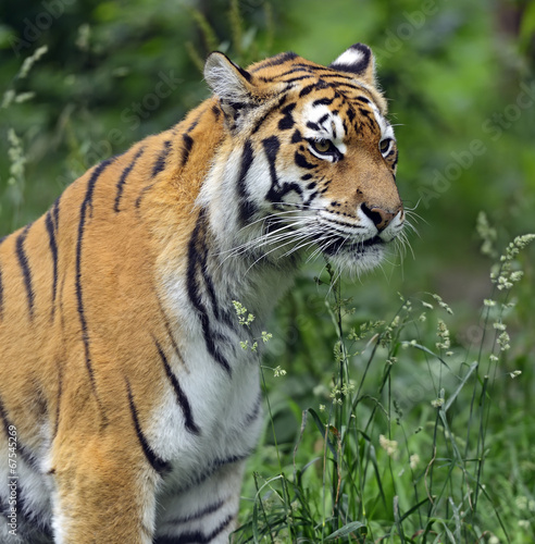 Amur tiger