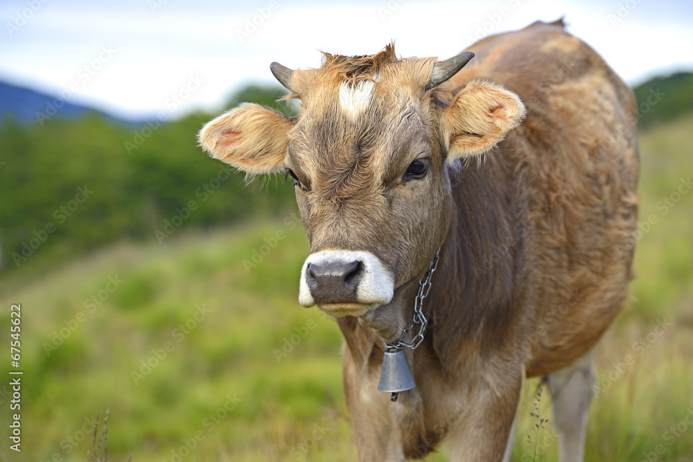 Carpathian cow Carpathian cow
