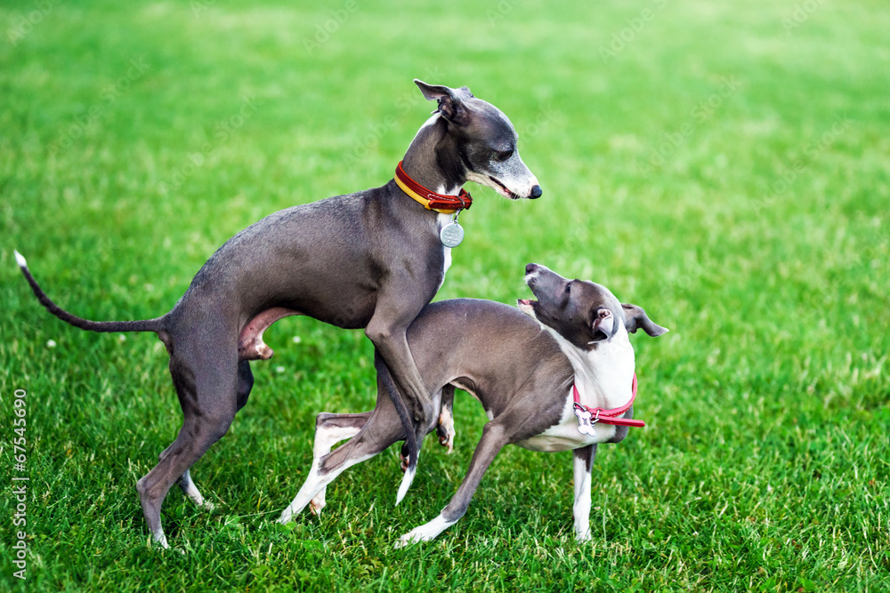 Italian Greyhound playing in countryside park
