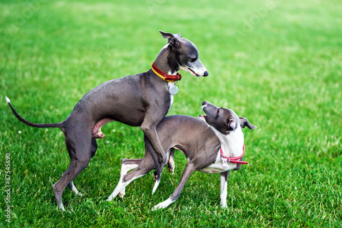 Italian Greyhound playing in countryside park © 31etc