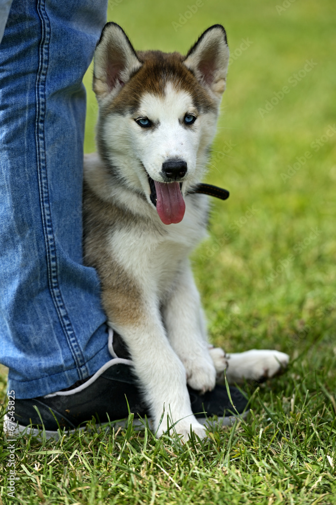 Husky Husky