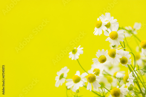 Fototapeta Naklejka Na Ścianę i Meble -  frische kamilleblüten