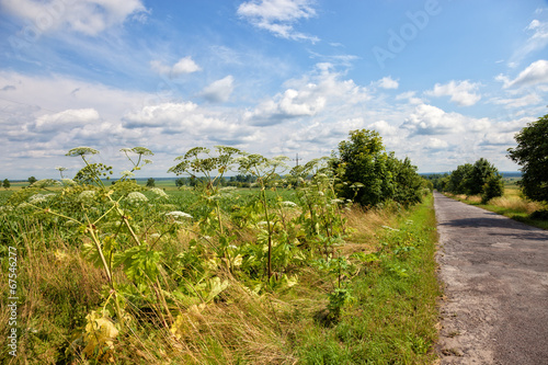 Giant hogweed - a plant very dangerous for humans and animals