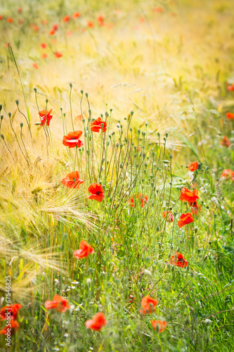 Fototapeta Naklejka Na Ścianę i Meble -  kornfeld mit klatschmohn