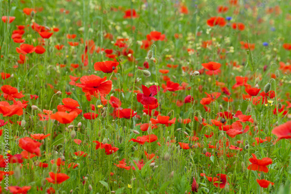 Obraz premium red poppies among the meadow