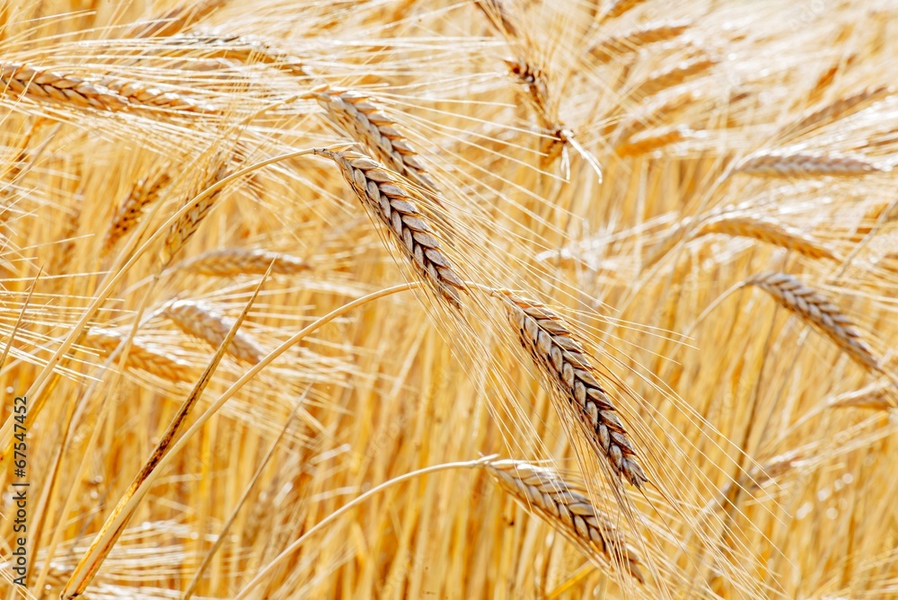 buğday StockFoto Adobe Stock