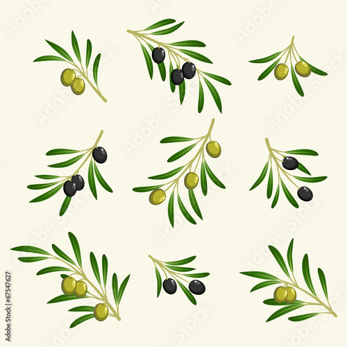 vector collection of olive branch