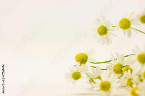 Fototapeta Naklejka Na Ścianę i Meble -  kamille heilpflanzen