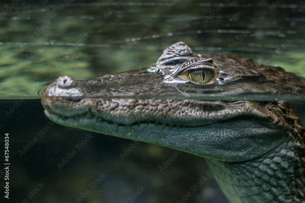 coccodrillo Stock-Foto | Adobe Stock