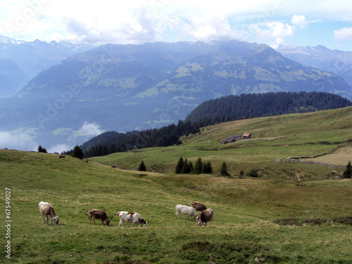 Cows on Gonzen mountain of the Appenzell Alps