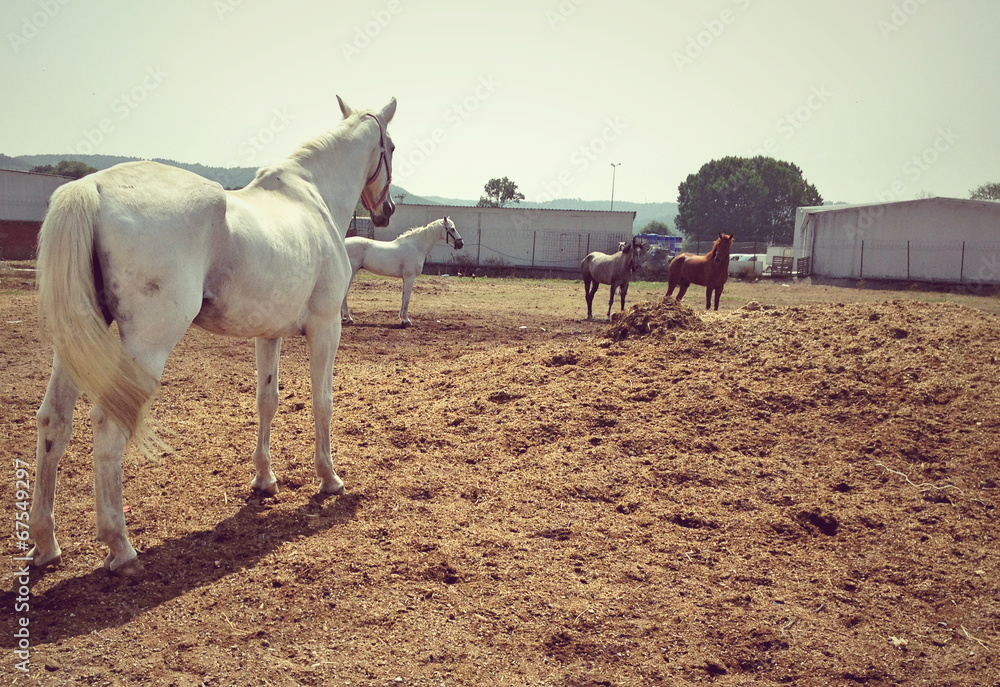 Back shot of white horse with few horses - obrazy, fototapety, plakaty 
