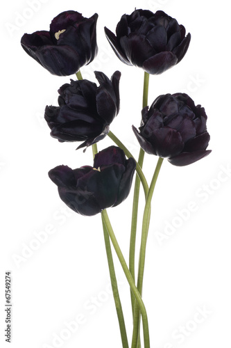 Fototapeta Naklejka Na Ścianę i Meble -  tulip