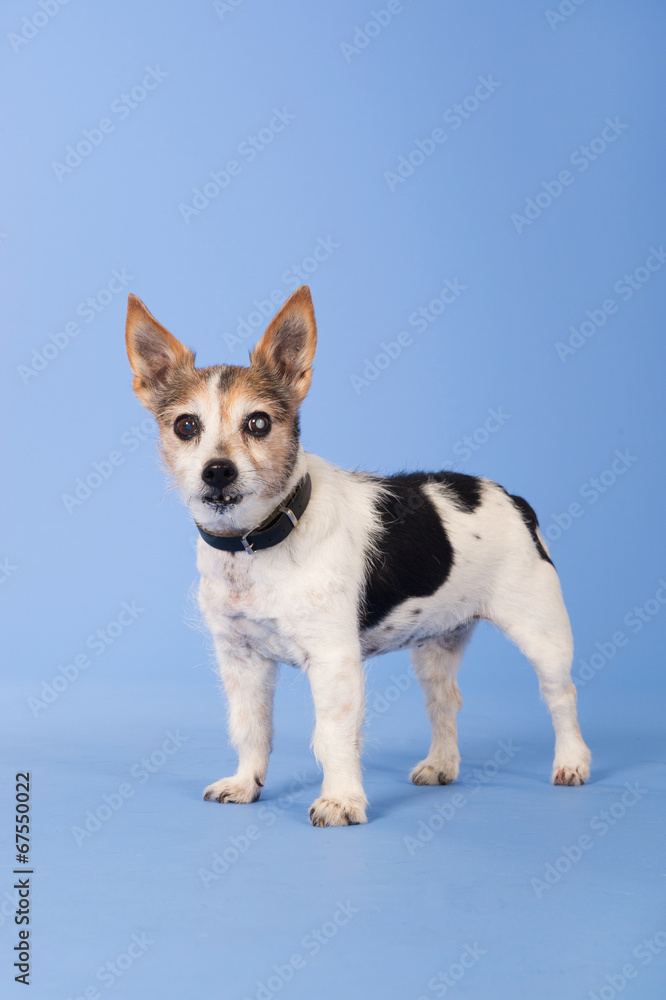 Very Old Jack russel Very Old Jack russel