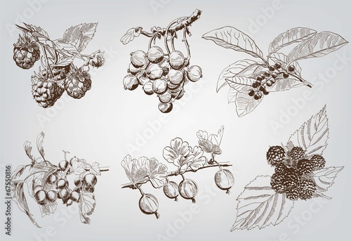 set of berry