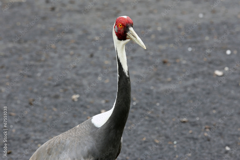 Fototapeta premium Crane