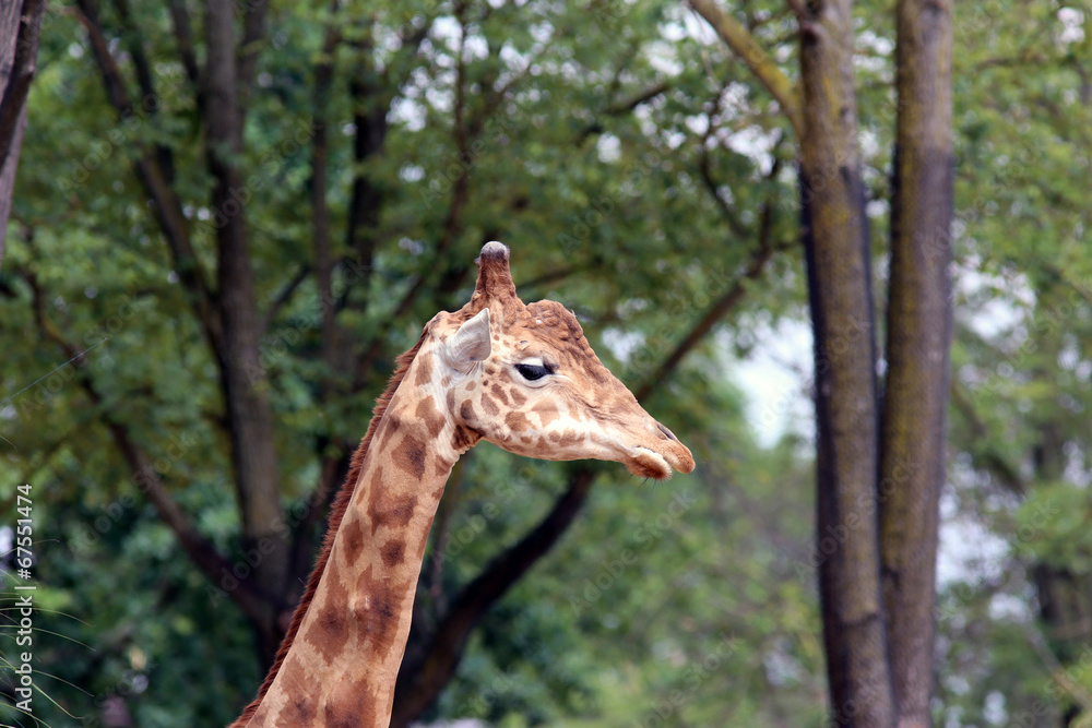 Obraz premium Giraffe