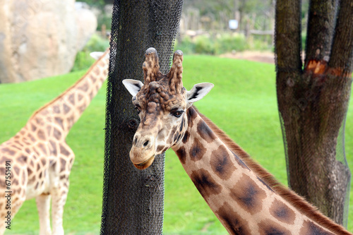 Photography Giraffes
