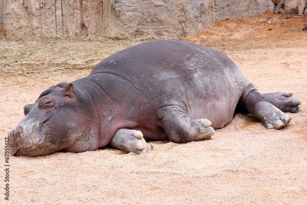 Sleeping Hippopotamus Baby