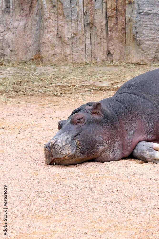 Sleeping Hippopotamus Baby