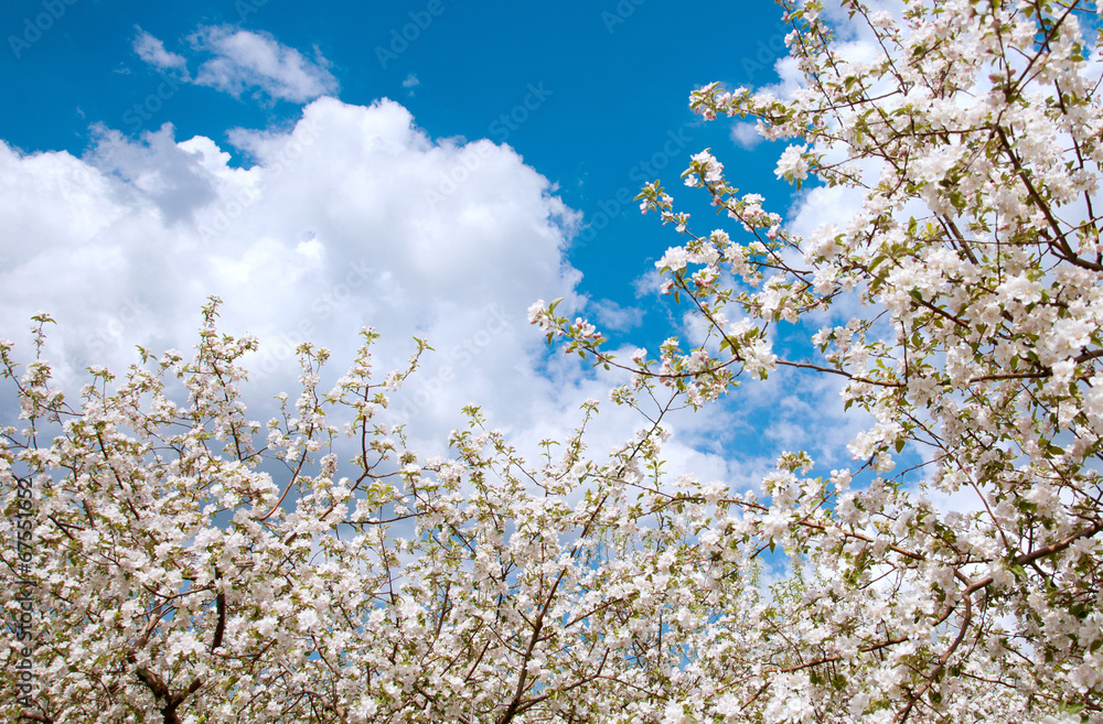 Apple Tree Blossom with White Flowers Apple Tree Blossom with White Flowers