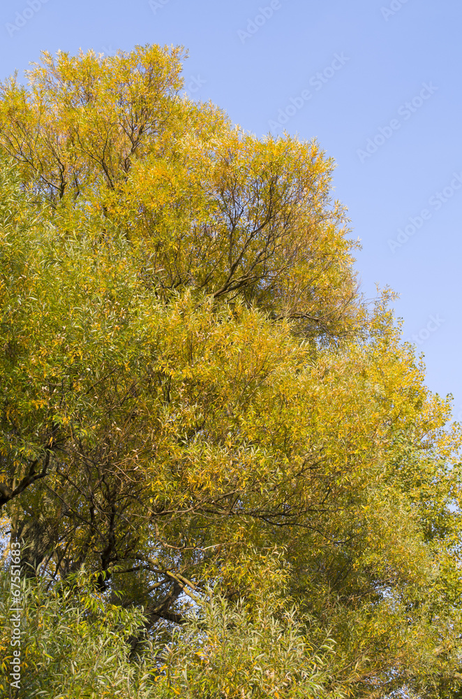 Yellow Tree Foliage