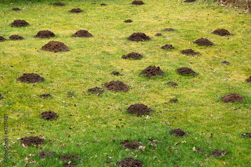 Lawn destroyed by mole, garden