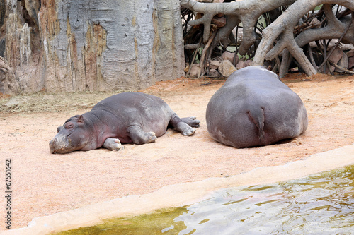 Sleeping Hippopotamus Mother and Baby