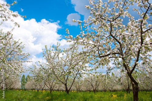 Apple Tree Blossom with White Flowers