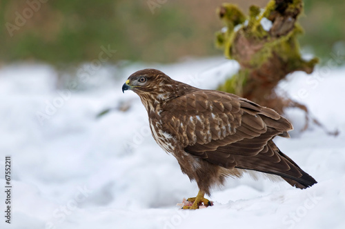 Common buzzard in winter