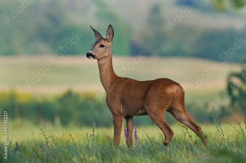 Fototapeta Naklejka Na Ścianę i Meble -  Roe deer