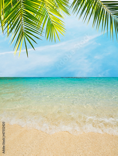 Fototapeta Naklejka Na Ścianę i Meble -  palm by the sea