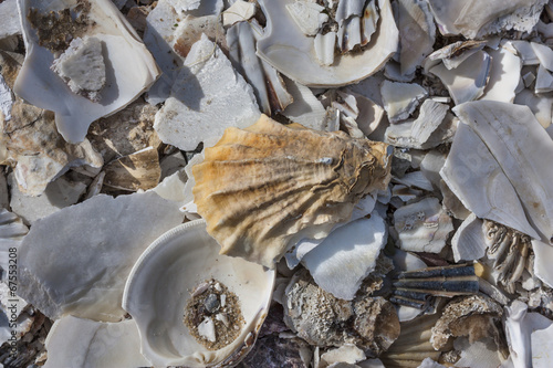 Pile of sea shells in Wellfleet, MA photo