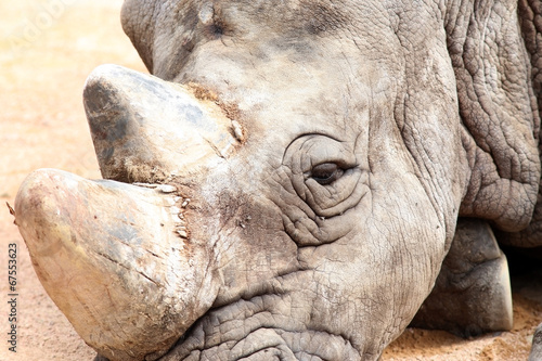 Close-Up Rhinoceros