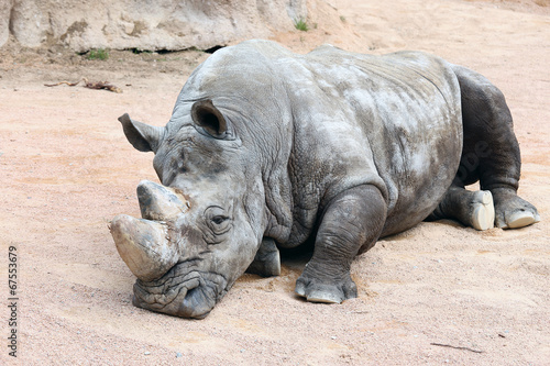 Sleeping Rhinoceros