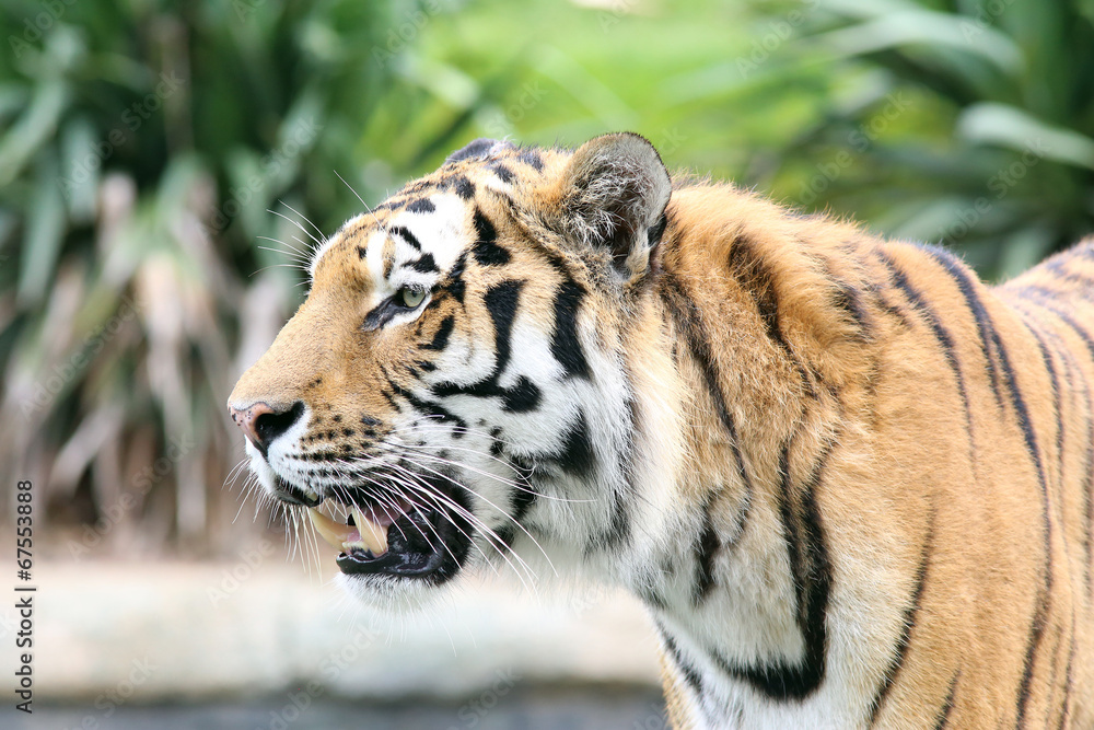 Fototapeta premium Tiger