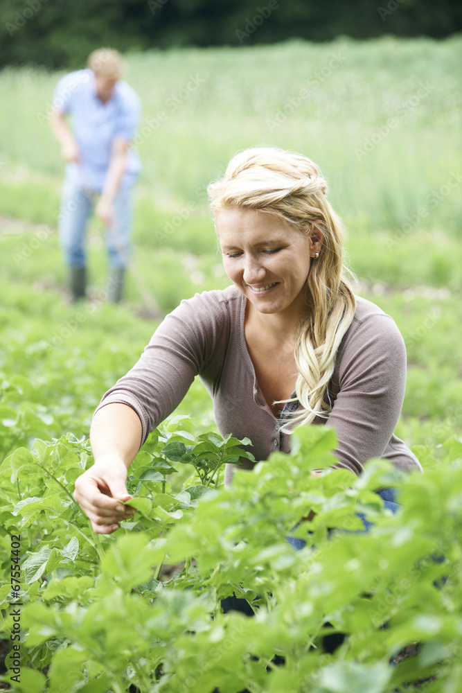 Couple Working In Field On Organic Farm Couple Working In Field On Organic Farm