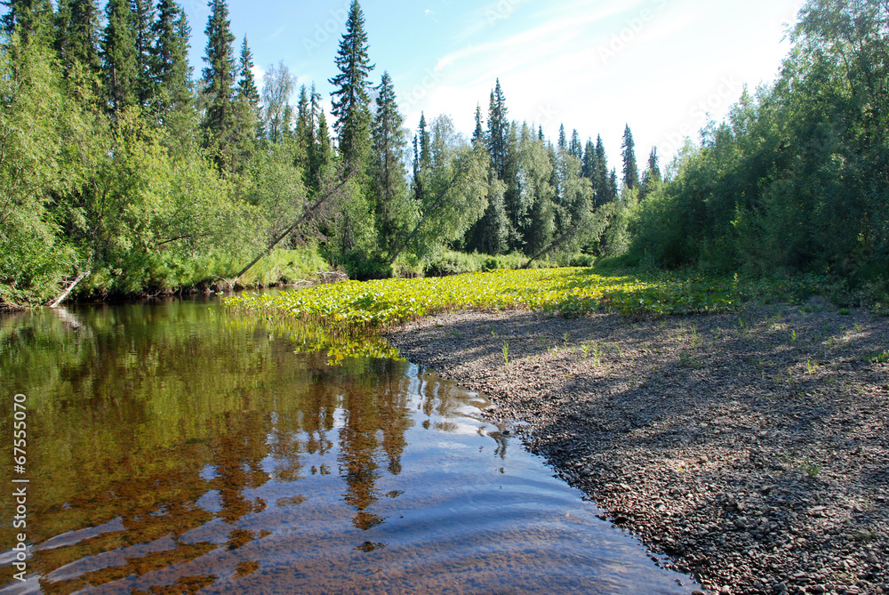 Calm forest river.