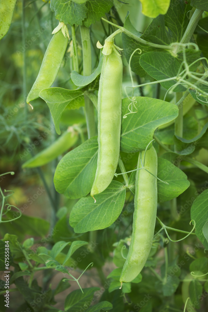 Green pea plants growing in a garden Green pea plants growing in a garden