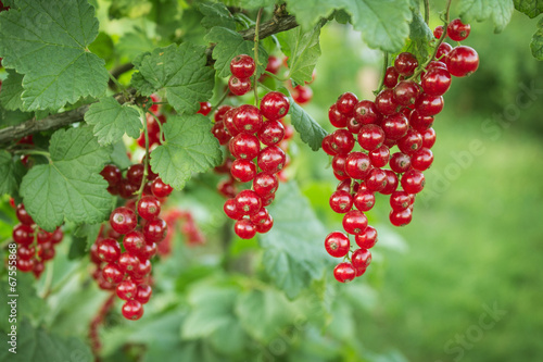 Quadro su tela Branch with berries of red currant