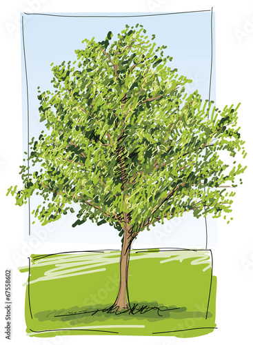 Tree Drawing