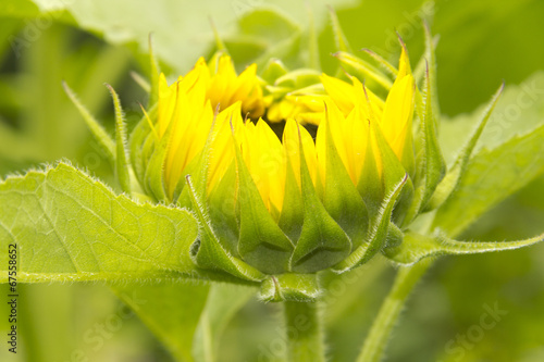 Sunflower Opening photo