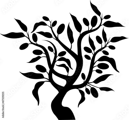 Olive tree