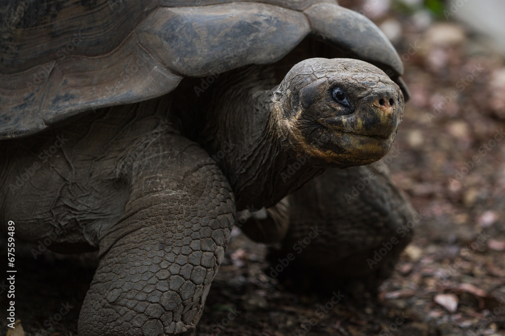 Fototapeta premium galapagos tortoise