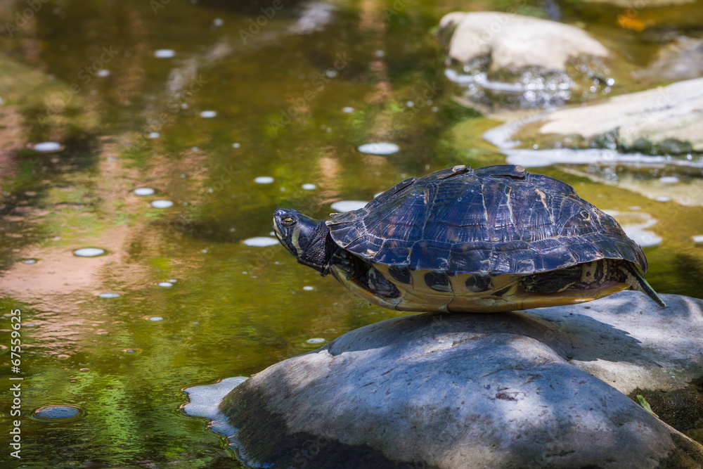 turtle balancing on a rock turtle balancing on a rock