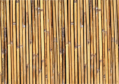 Bamboo background illustration