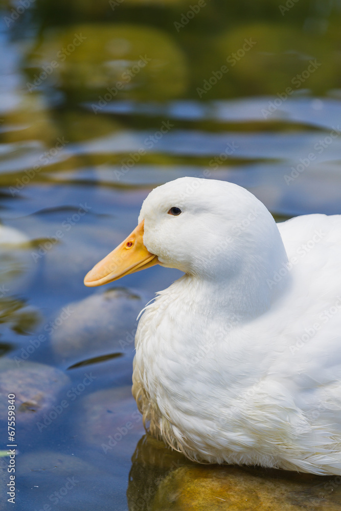 white duck