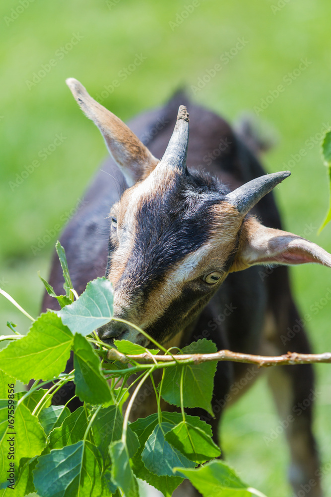 Obraz premium farm goat