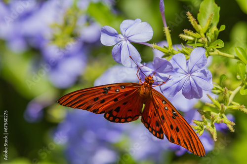 beautiful orange butterfly