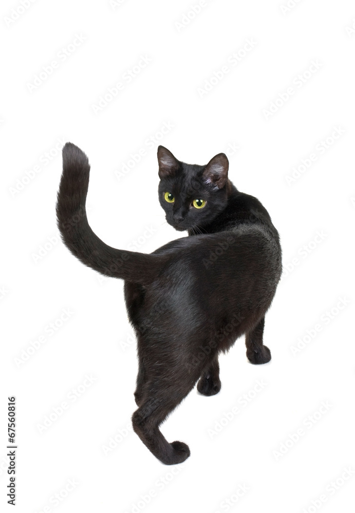 black cat isolated on a white background. back view